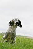 SETTER ANGLAIS 283